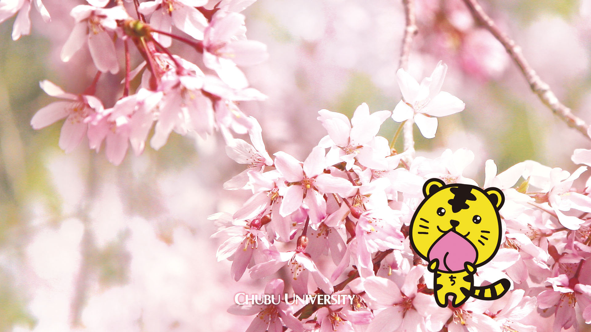 今月の壁紙 桜とちゅとら Monthly Chubu 中部大学