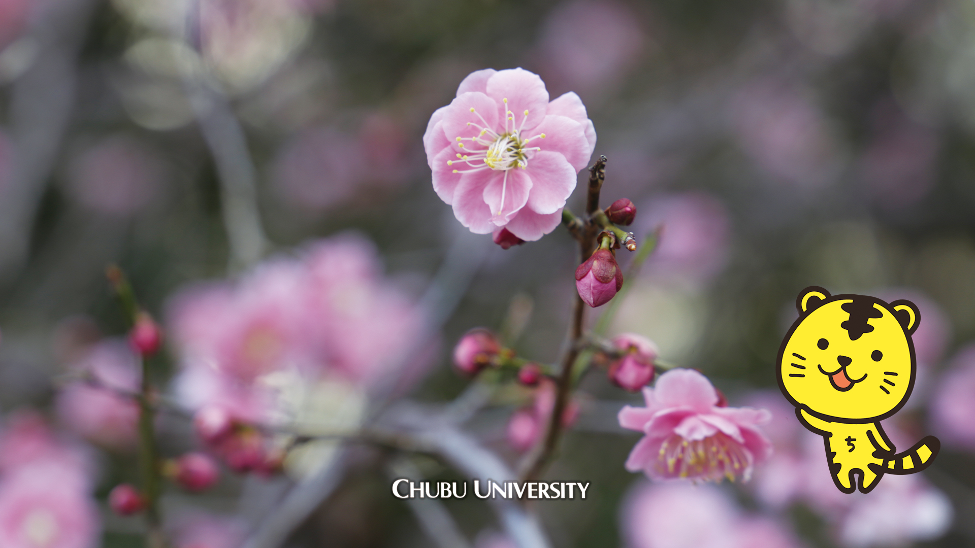 今月の壁紙 梅の花とちゅとら Monthly Chubu 中部大学